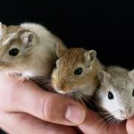 Gerbils hold in hands