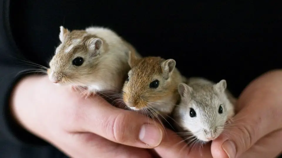 Gerbils hold in hands
