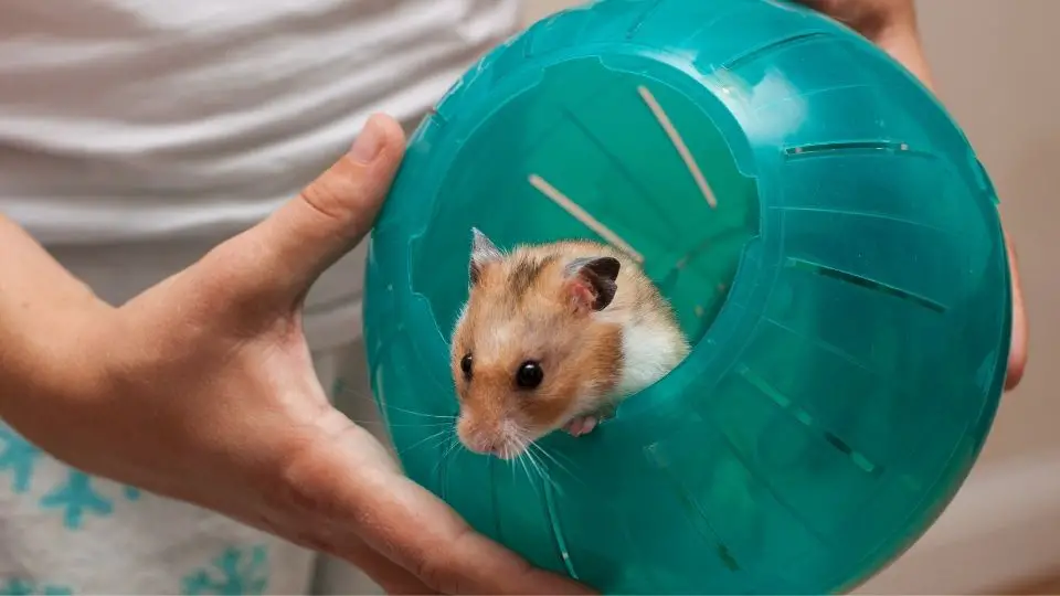 Hamster ball image