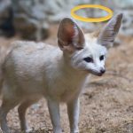 Are Fennec Foxes Dangerous to Humans and Pets