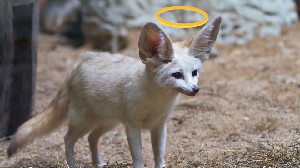 Are Fennec Foxes Dangerous to Humans and Pets