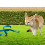 Can You Walk a Fennec Fox on a Leash
