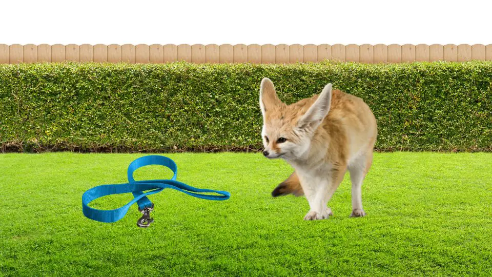 Can You Walk a Fennec Fox on a Leash