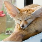 Can a fennec fox be house-trained