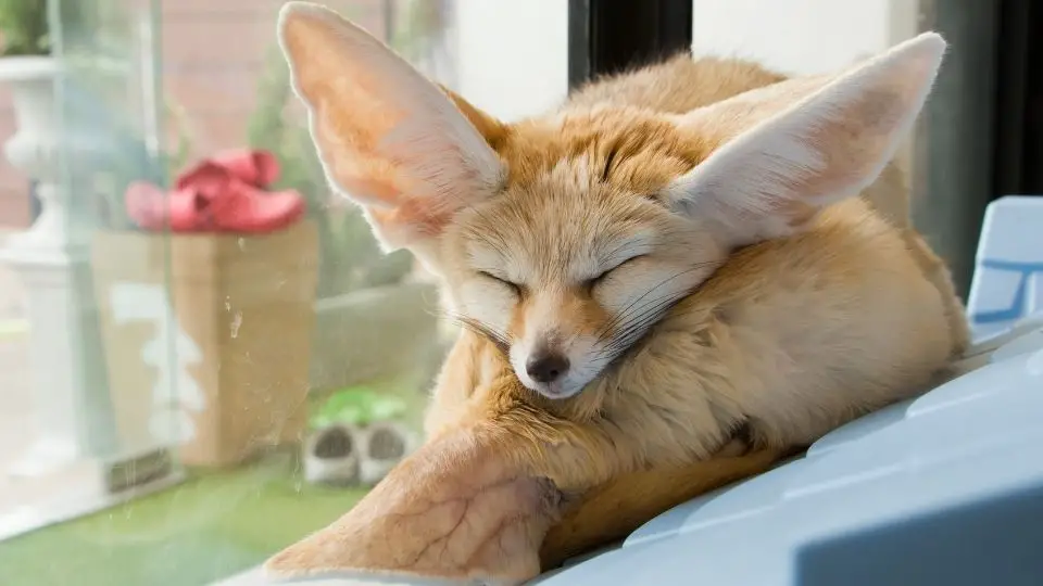Can a fennec fox be house-trained
