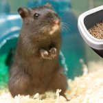Can gerbils be litter trained