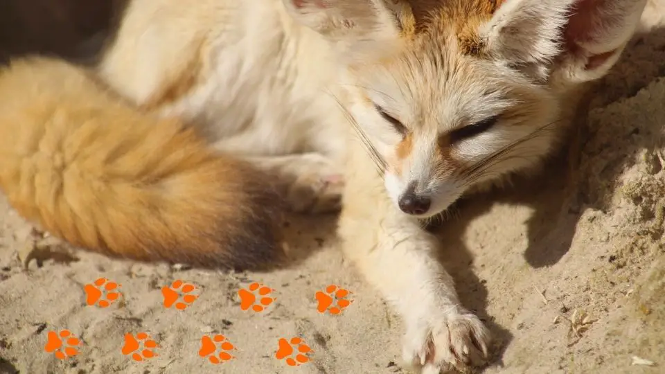 Do Fennec Foxes Have Paw Pads