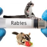 Do sugar gliders have rabies