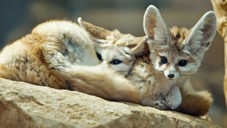 How Do Fennec Foxes Protect Their Self