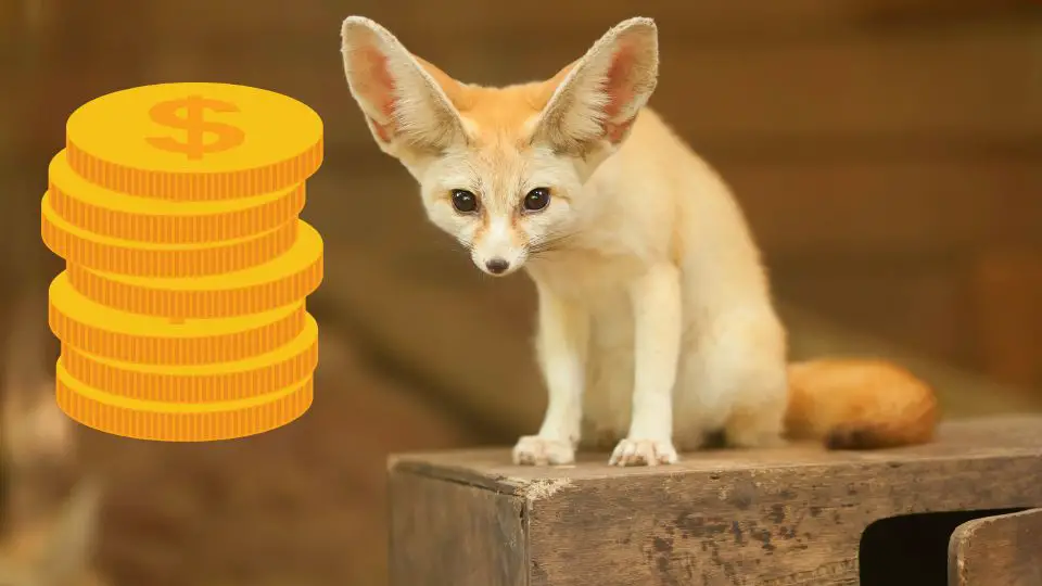 How Much Does a Fennec Fox Cost