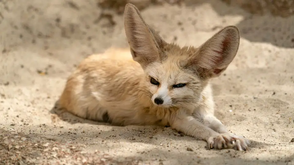 How the Fennec Fox has adapted to their Environment
