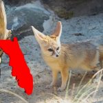 How to Own a Fennec Fox in Florida