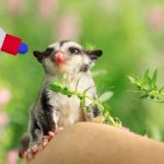 How to Stop Sugar Glider Barking