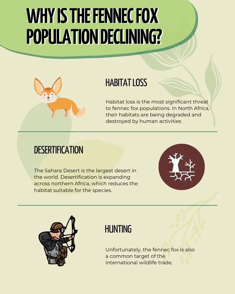 Infographic fennec fox endangered