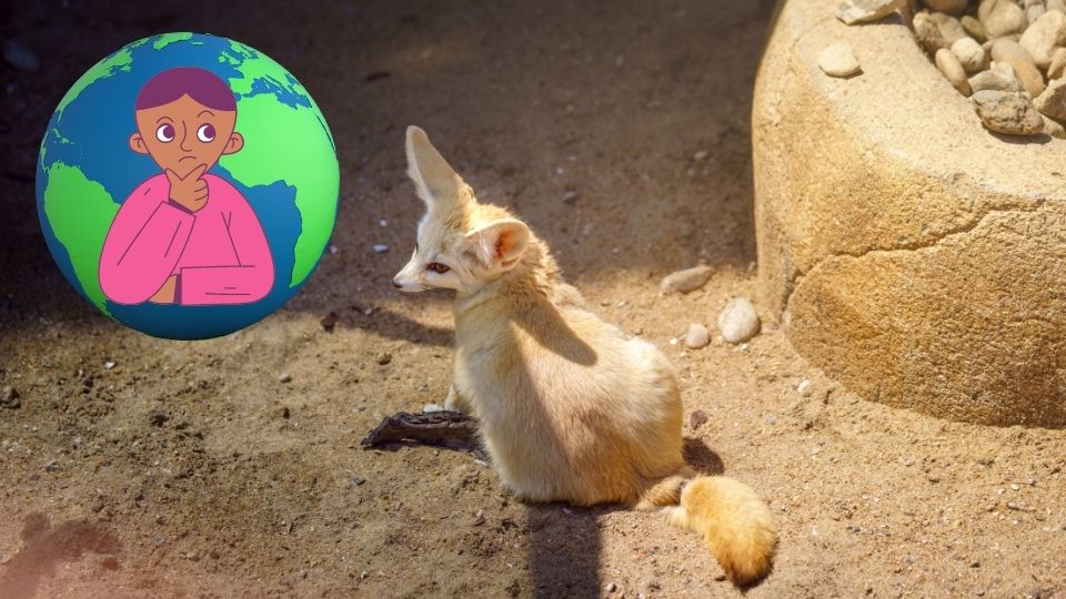 What States Are Fennec Foxes Legal In