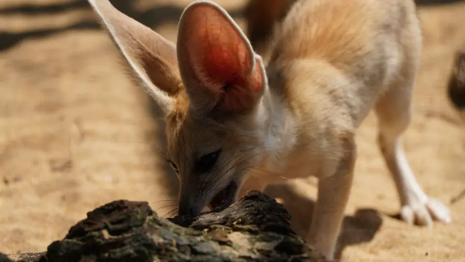What does a fennec fox eat