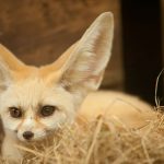 Why Do Fennec Foxes Have Big Ears