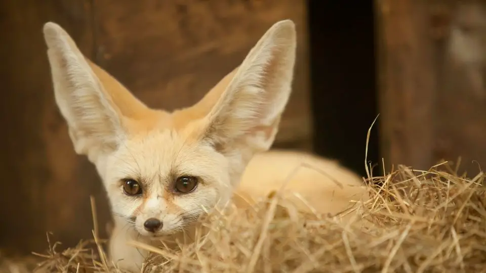 Why Do Fennec Foxes Have Big Ears