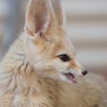 Why Do Fennec Foxes Scream
