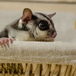How Long Do Sugar Gliders Sleep All About Their Sleeping Habits