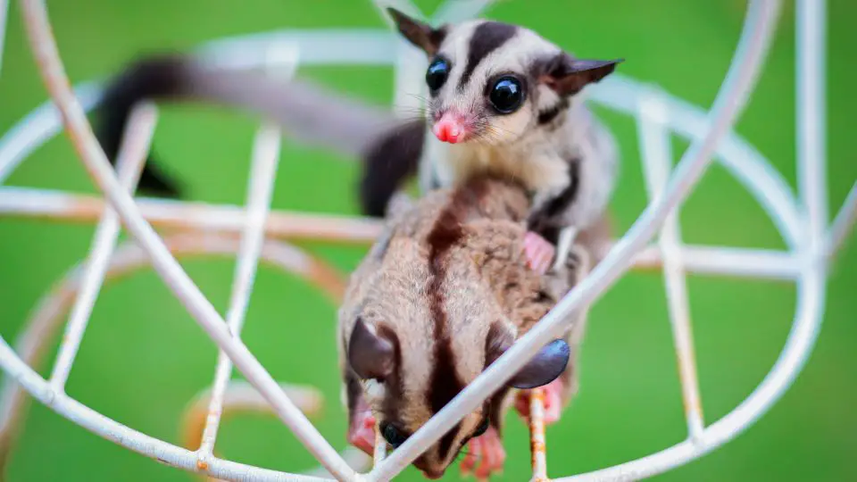 Sugar Glider Toys 15 Ideas And How To