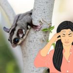 Things To Consider Before Getting A Pet Sugar Glider