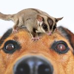 Do Sugar Gliders Get Along With Dogs