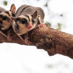 Do Sugar Gliders Have To Be In Pairs