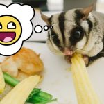How Long Can a Sugar Glider Go Without Food