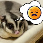 How To Tell If My Sugar Glider Is Dying
