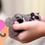 How to Pick Up Your Sugar Glider