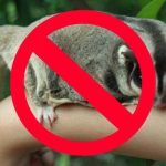 How to Train a Sugar Glider to Stop Biting