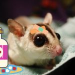 Sugar Glider Eye Infection All You Need To Know