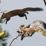 The Difference Between Sugar Glider and Flying Squirrel