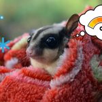 What Happens if a Sugar Glider Gets Too Cold