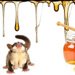 Can Sugar Gliders Eat Honey