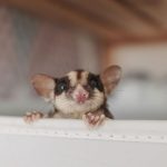 Can Sugar Gliders Get Hurt From Falling