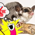 Can You Overfeed Your Sugar Glider