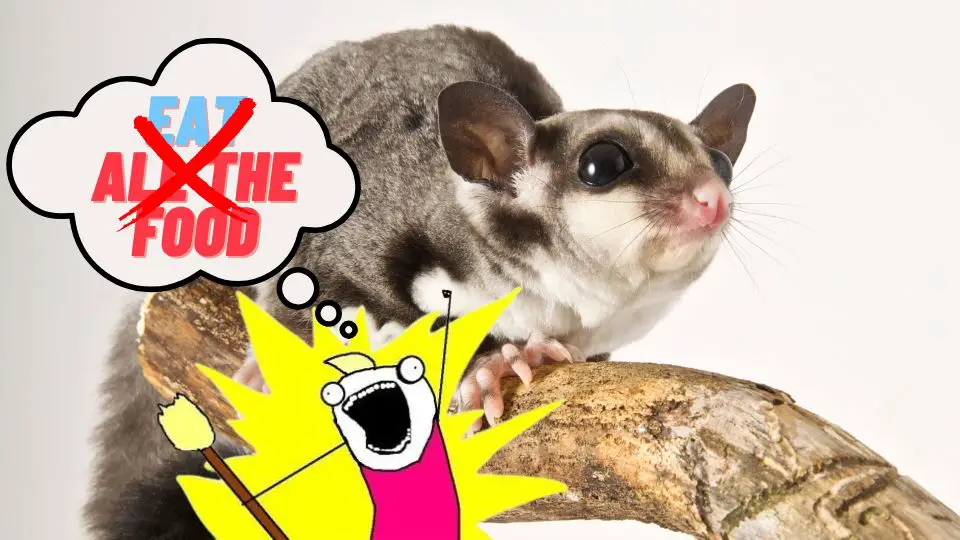 Can You Overfeed Your Sugar Glider