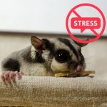 How To Calm A Stressed Sugar Glider