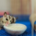 How to Set Up Your Sugar Glider Cage (Fast and Easy)