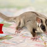 How to Travel With a Sugar Glider