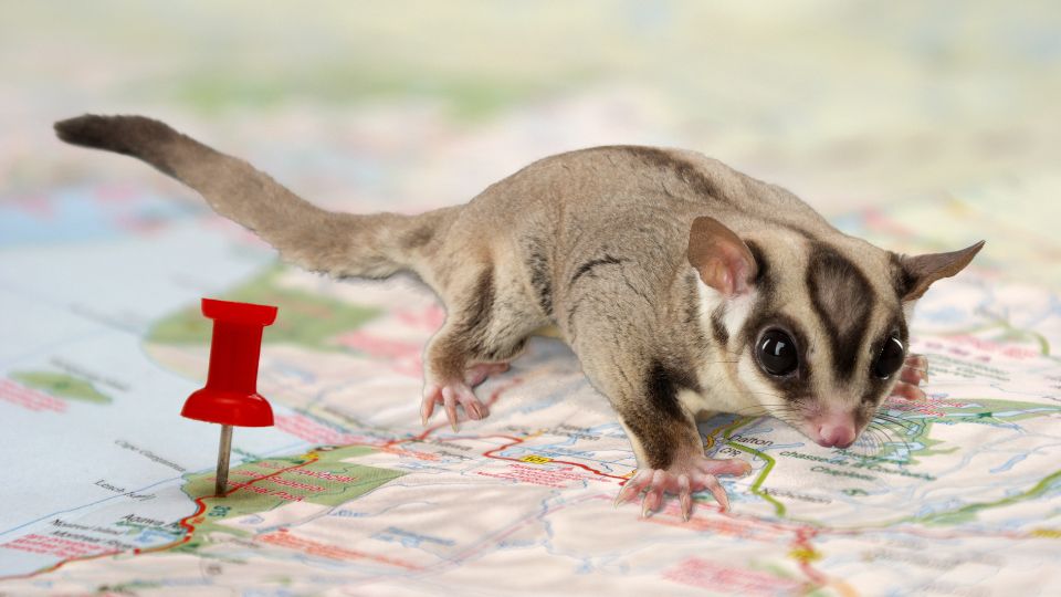 How to Travel With a Sugar Glider
