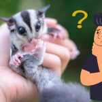 Neutering Sugar Gliders All You Need to Know