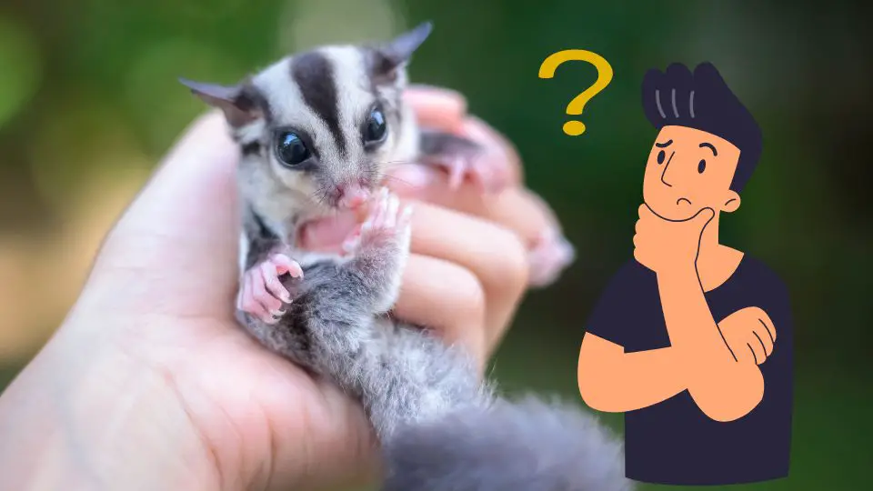 Neutering Sugar Gliders All You Need to Know