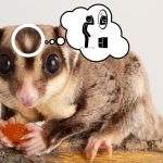Sugar Glider All About Hair Loss and Bald Spots