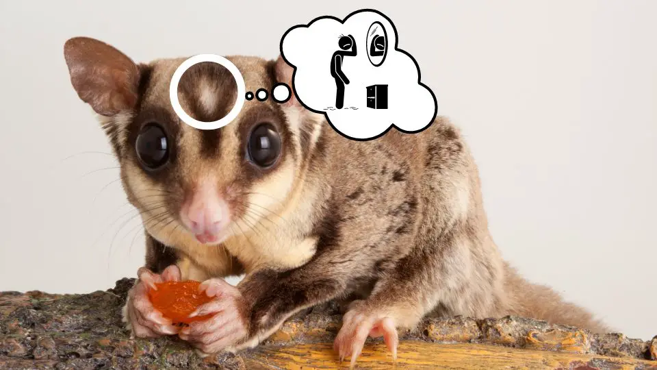 Sugar Glider All About Hair Loss and Bald Spots