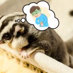 Sugar Glider Constipation What To Do