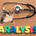 Sugar Glider Paralysis What Do You Need To Know