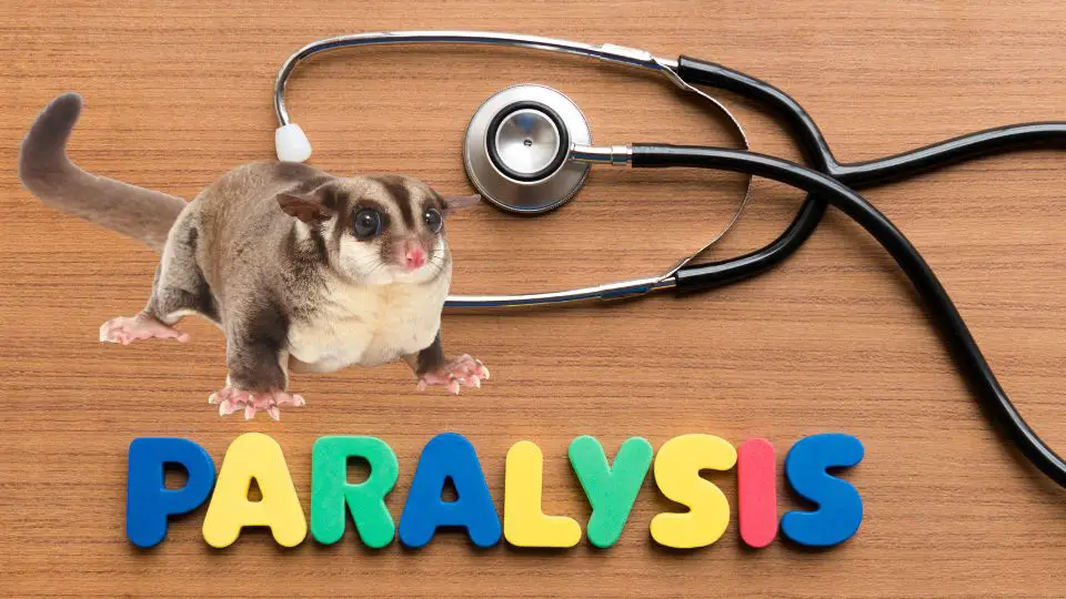 Sugar Glider Paralysis What Do You Need To Know